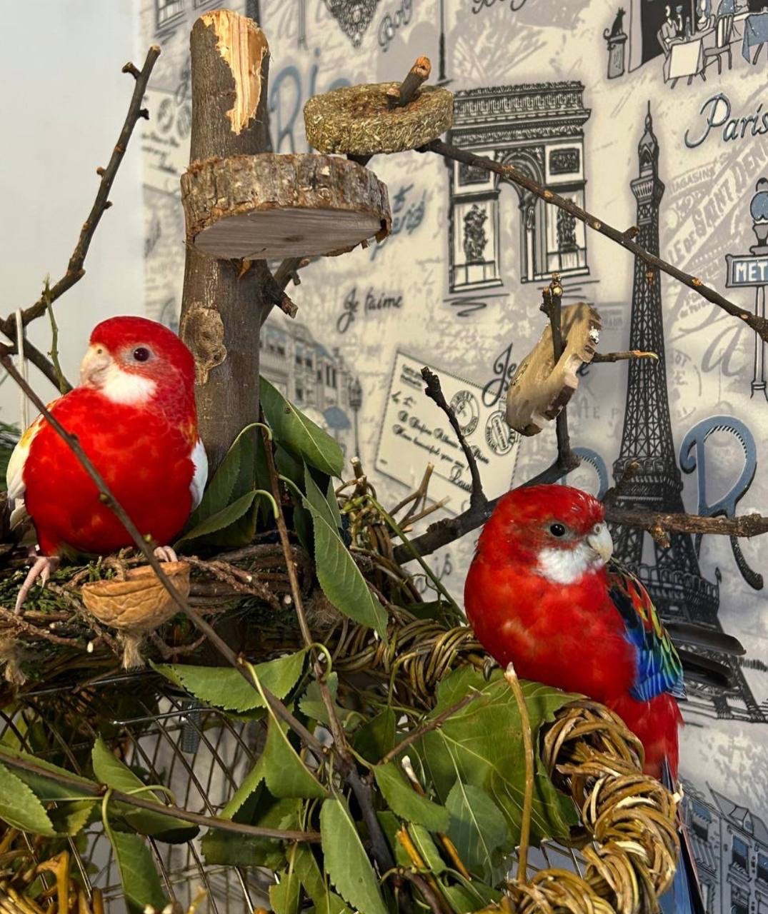 Пара Розелл