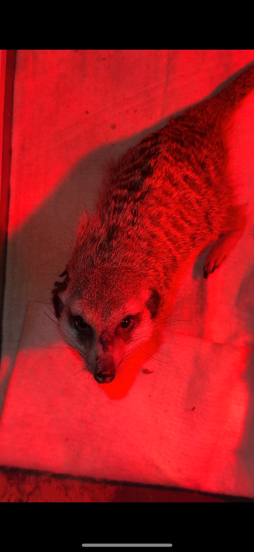 Сурикат хлопчик терміново