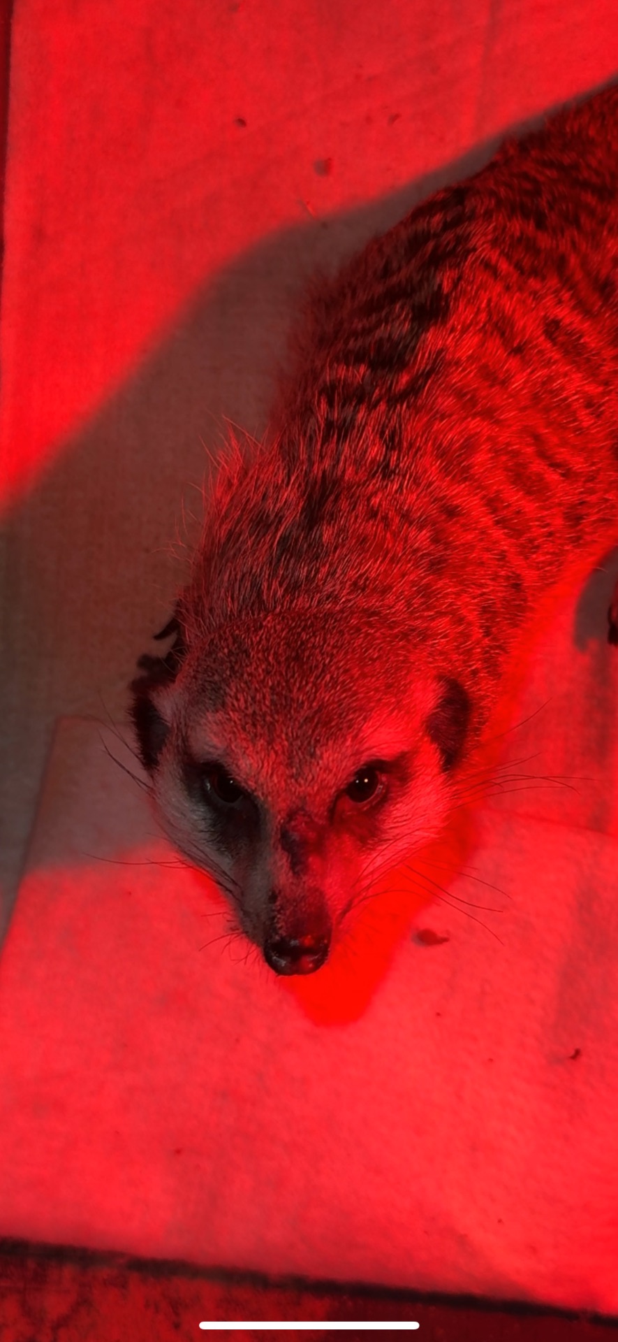 Сурикат хлопчик терміново