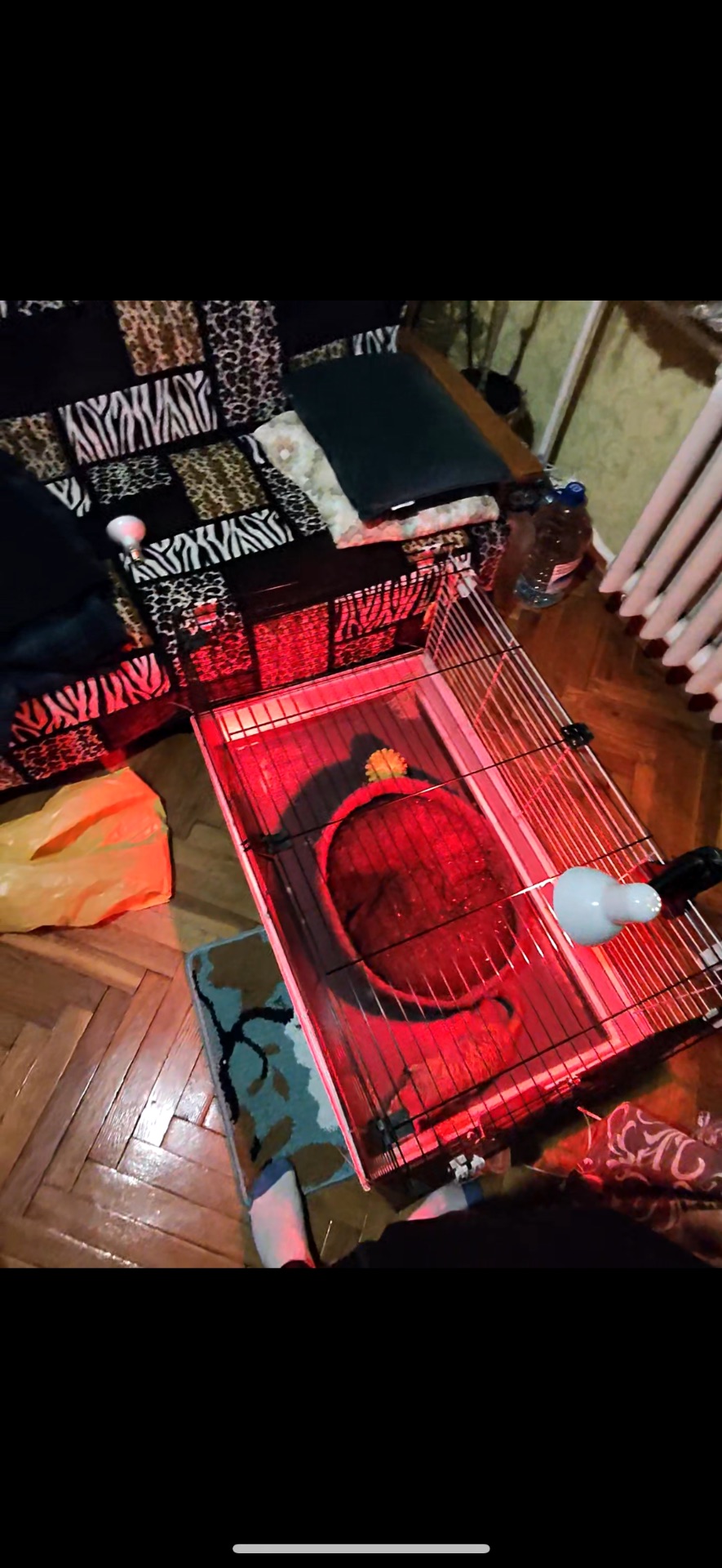 Сурикат хлопчик терміново