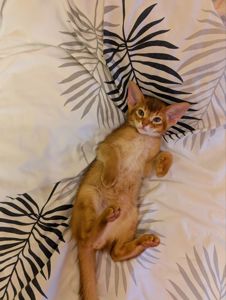 Хлопчик Сорель CFA розплідник абісинських котів