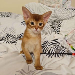 Хлопчик Сорель CFA розплідник абісинських котів