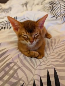 Хлопчик Сорель CFA розплідник абісинських котів