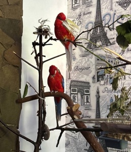 Пара Розелл