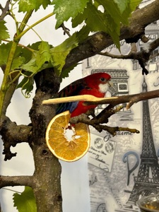 Пара Розелл