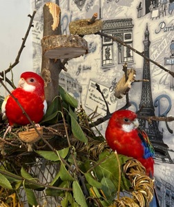 Пара Розелл