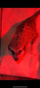 Сурикат хлопчик терміново