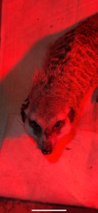 Сурикат хлопчик терміново