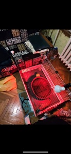 Сурикат хлопчик терміново