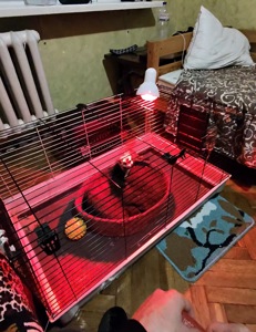 Сурикат хлопчик терміново