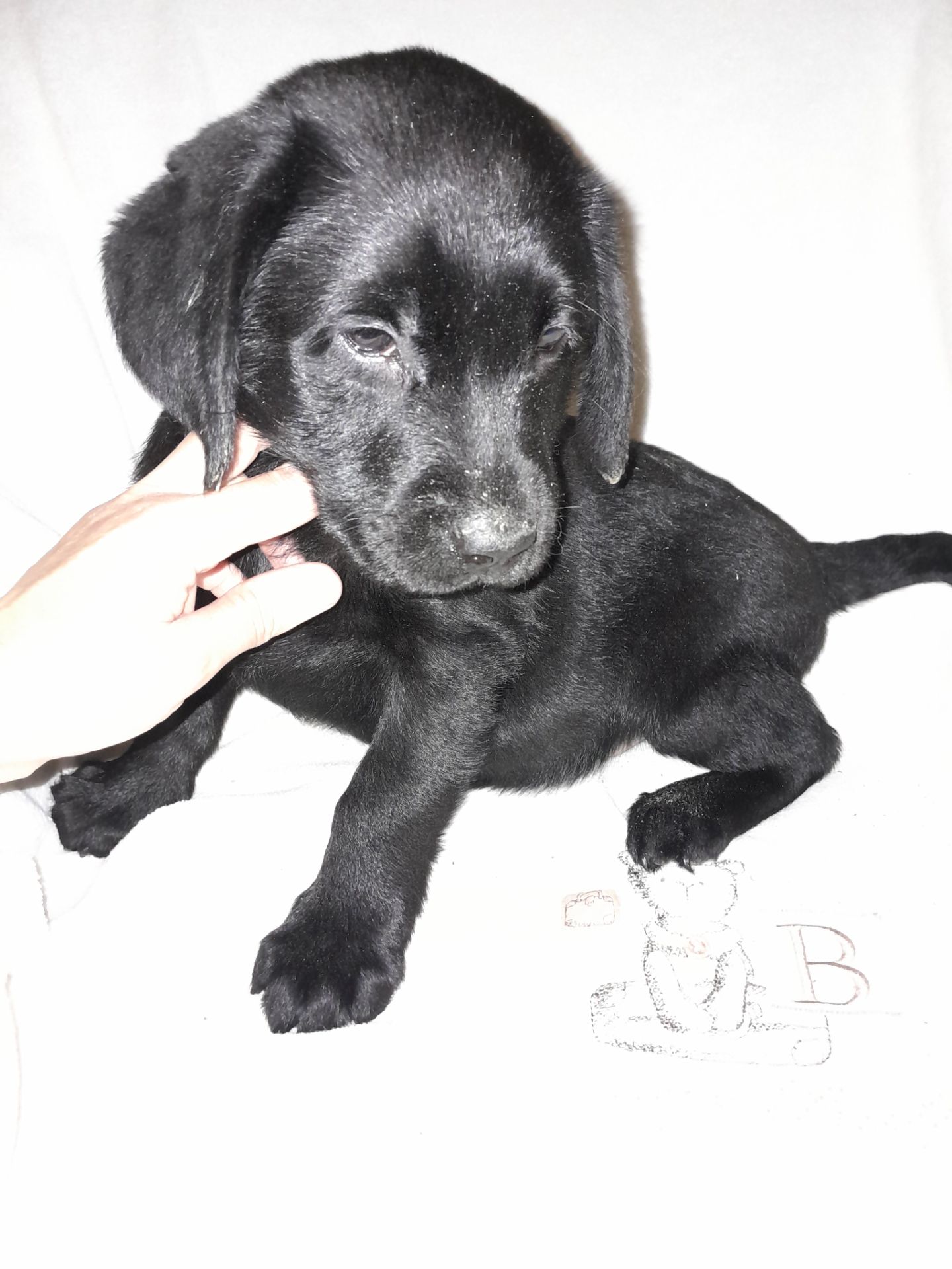 Щенки лабрадора КСУ