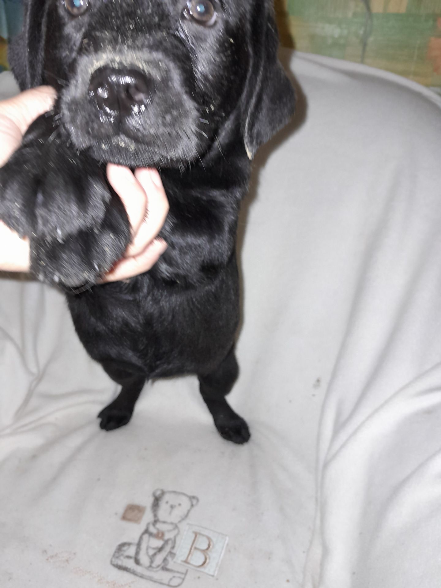 Щенки лабрадора КСУ