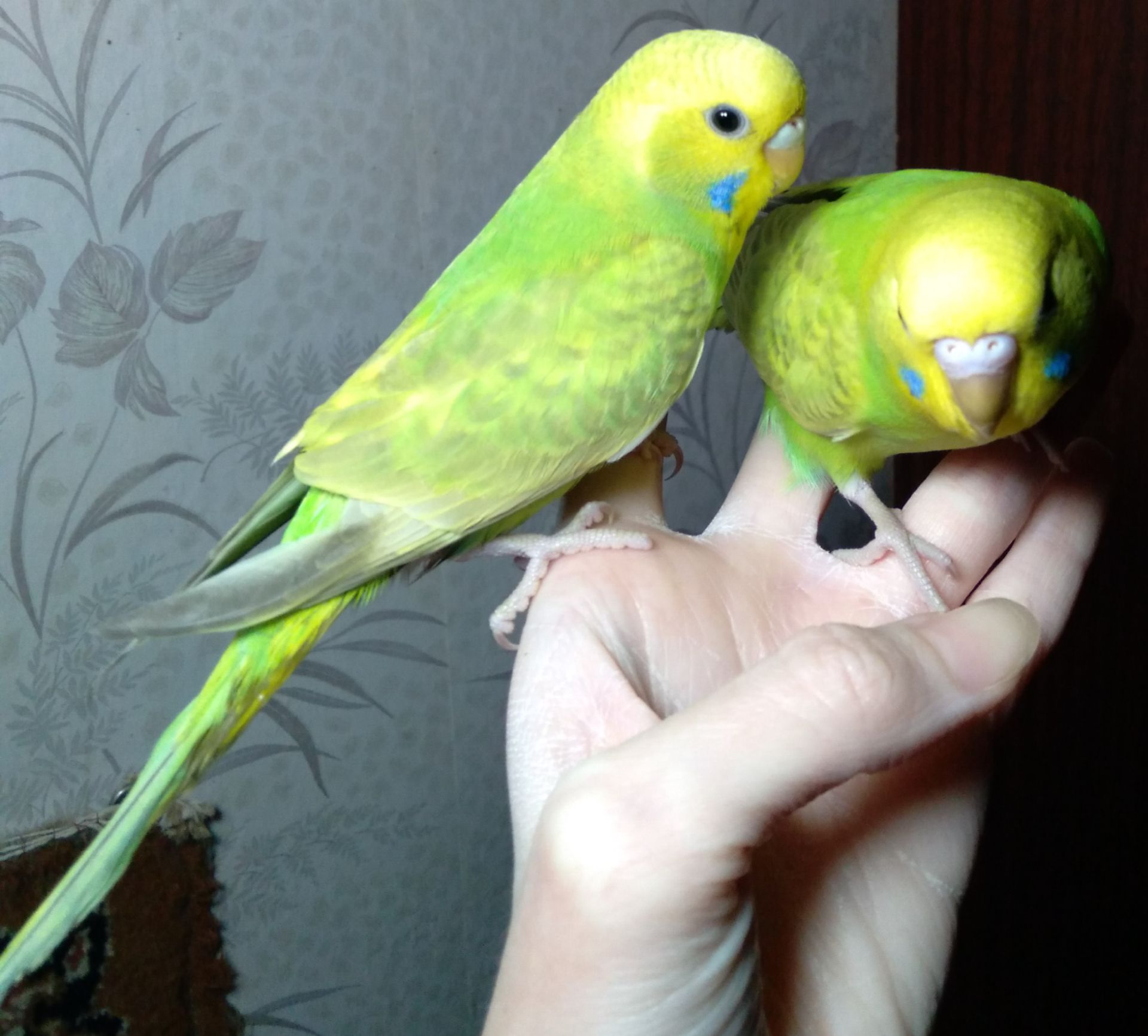 Ручные птенчики волнистые попугаи