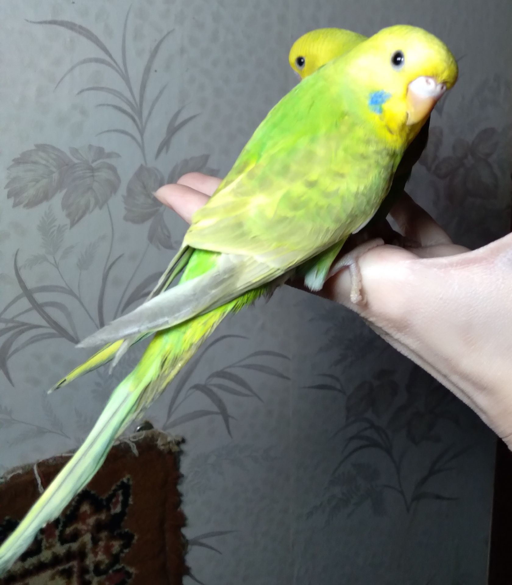 Ручные птенчики волнистые попугаи