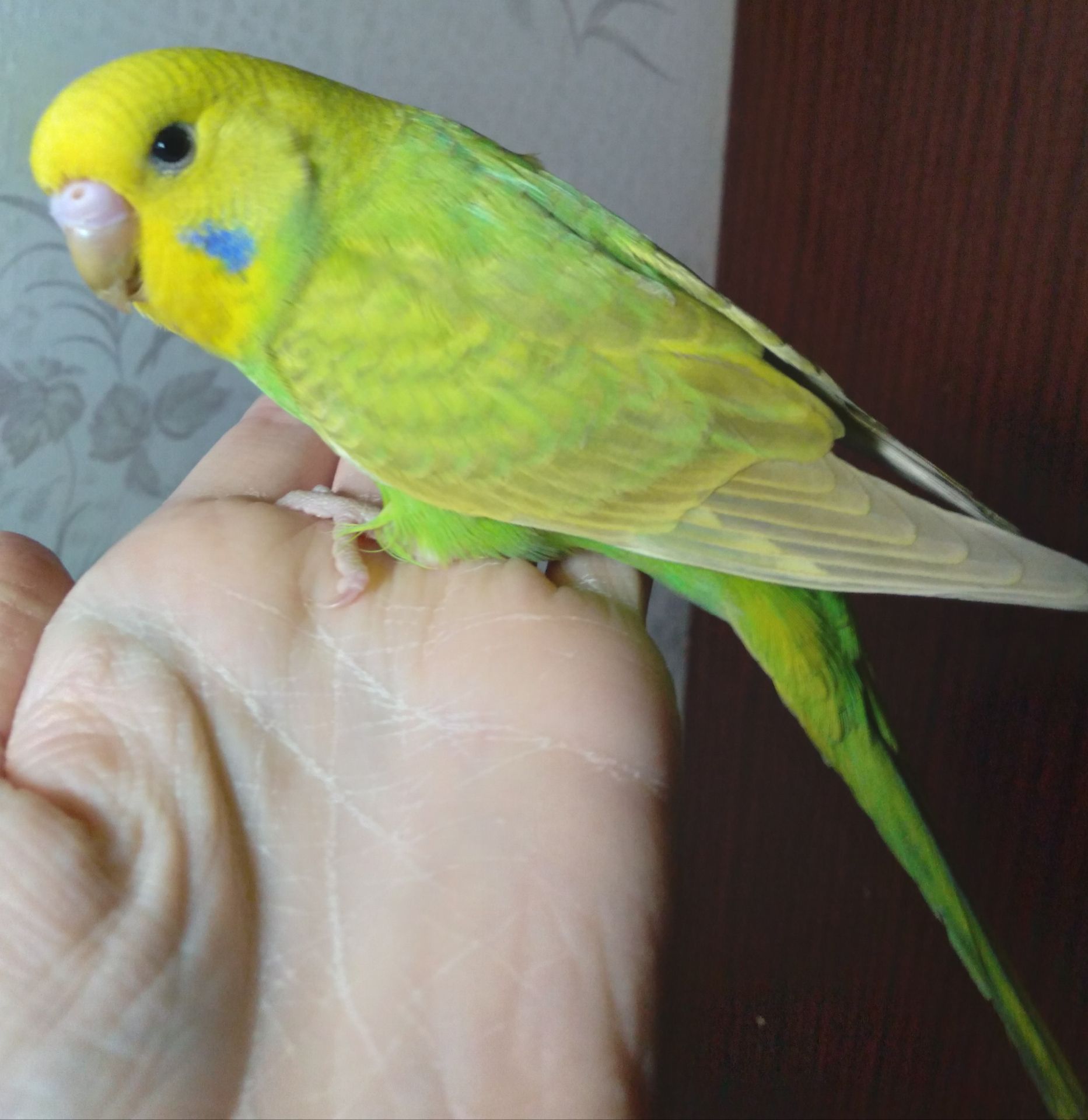Ручные птенчики волнистые попугаи