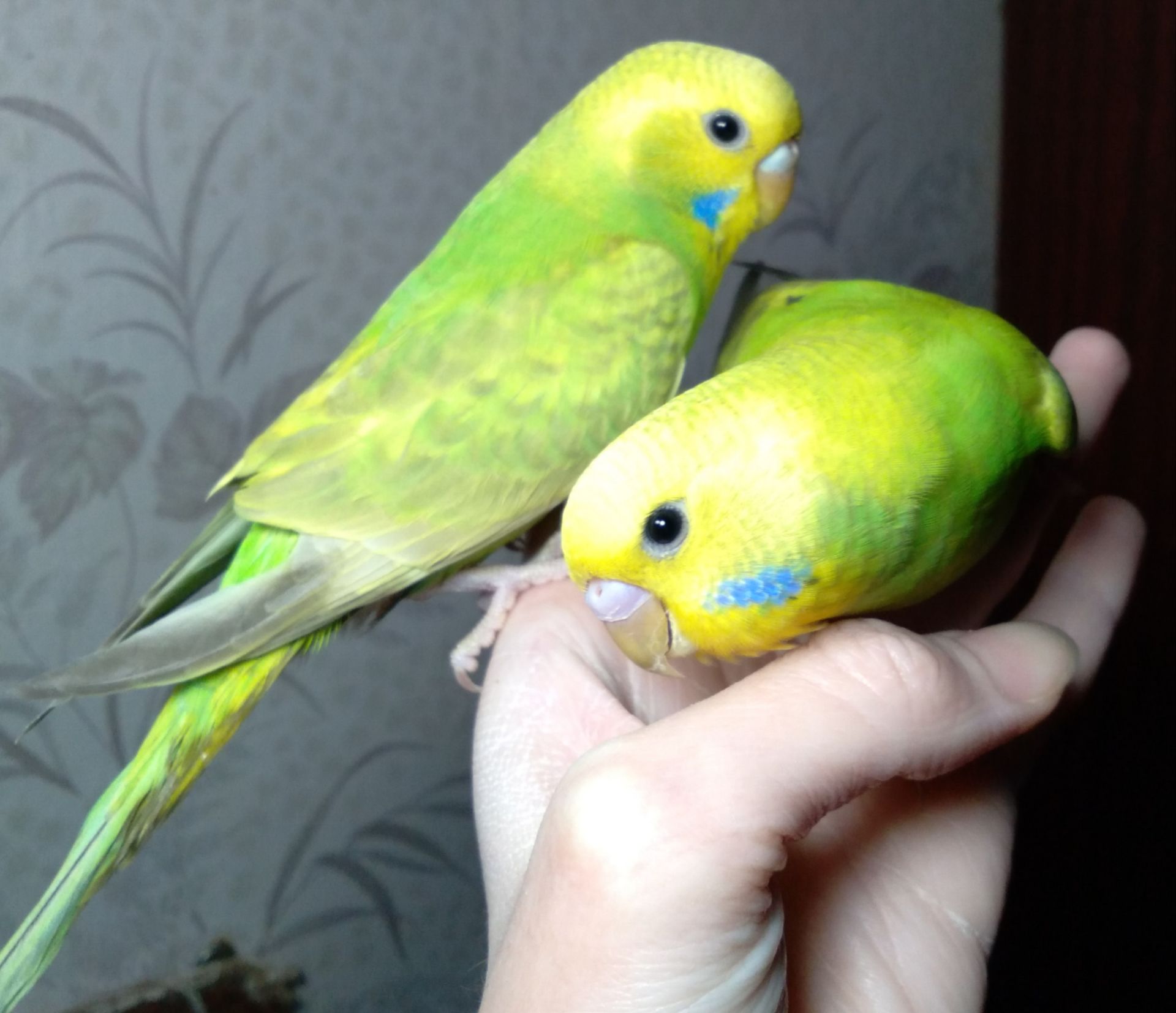 Ручные птенчики волнистые попугаи