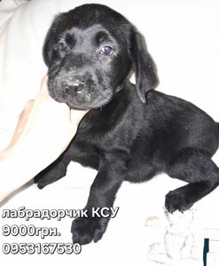Щенки лабрадора КСУ