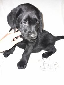 Щенки лабрадора КСУ