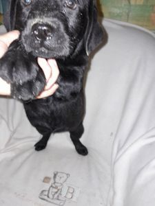 Щенки лабрадора КСУ