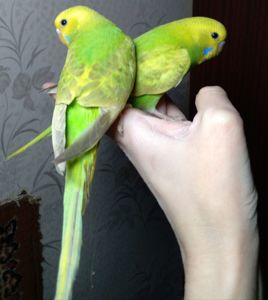 Ручные птенчики волнистые попугаи