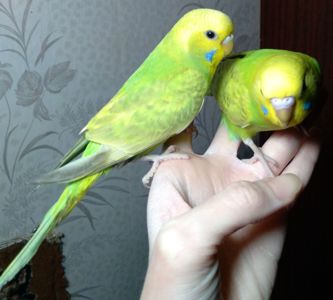 Ручные птенчики волнистые попугаи