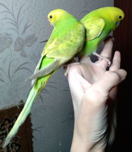 Ручные птенчики волнистые попугаи