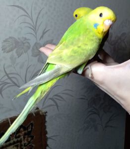 Ручные птенчики волнистые попугаи