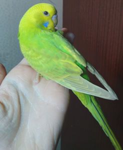Ручные птенчики волнистые попугаи