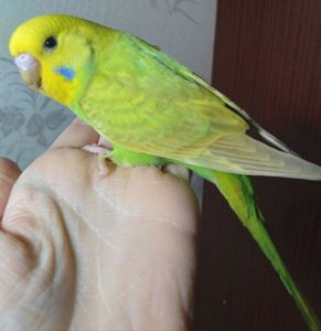 Ручные птенчики волнистые попугаи