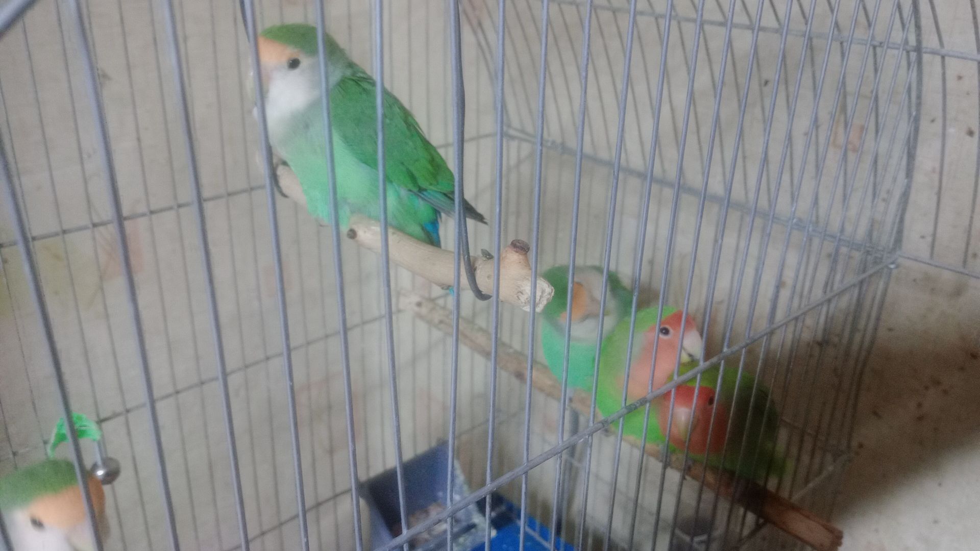 Неразлучники