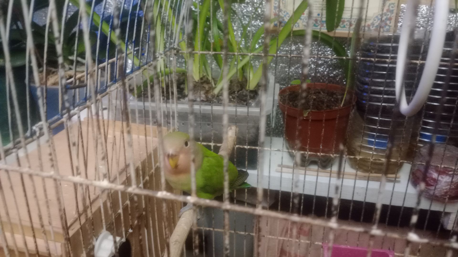 Неразлучники