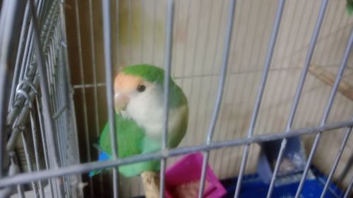 Неразлучники