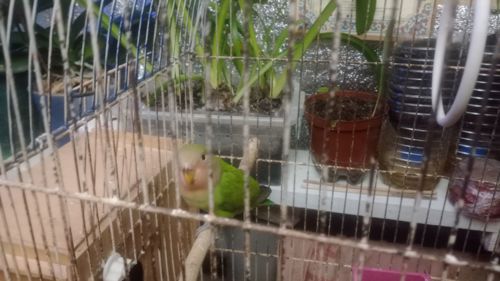 Неразлучники