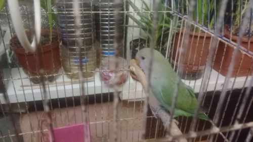 Неразлучники