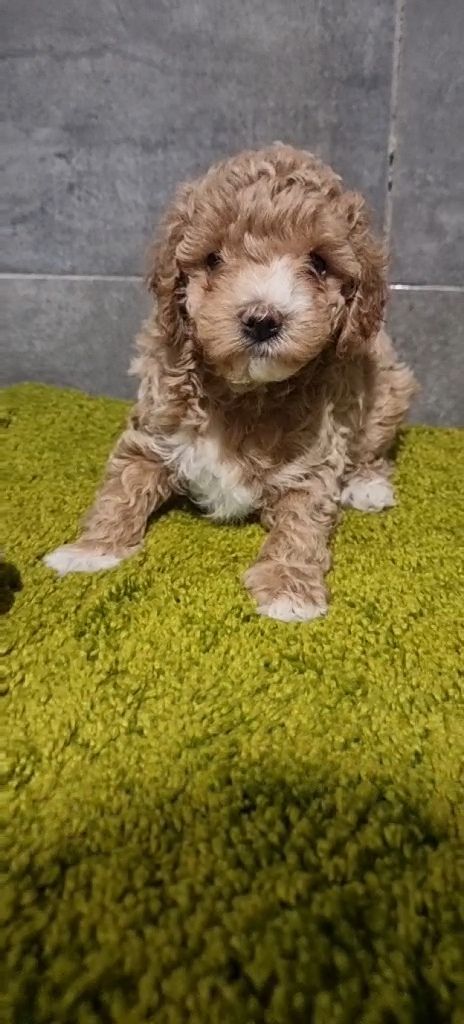 Роскішна дівчинка мальтипу