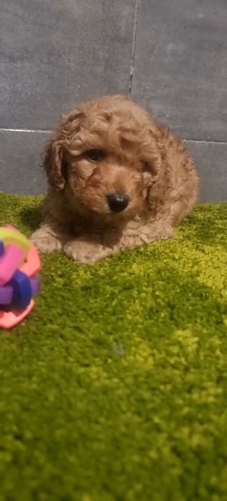 Дівчинка мальтипу