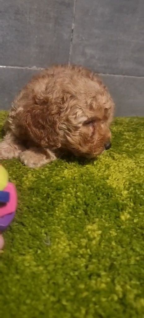 Дівчинка мальтипу