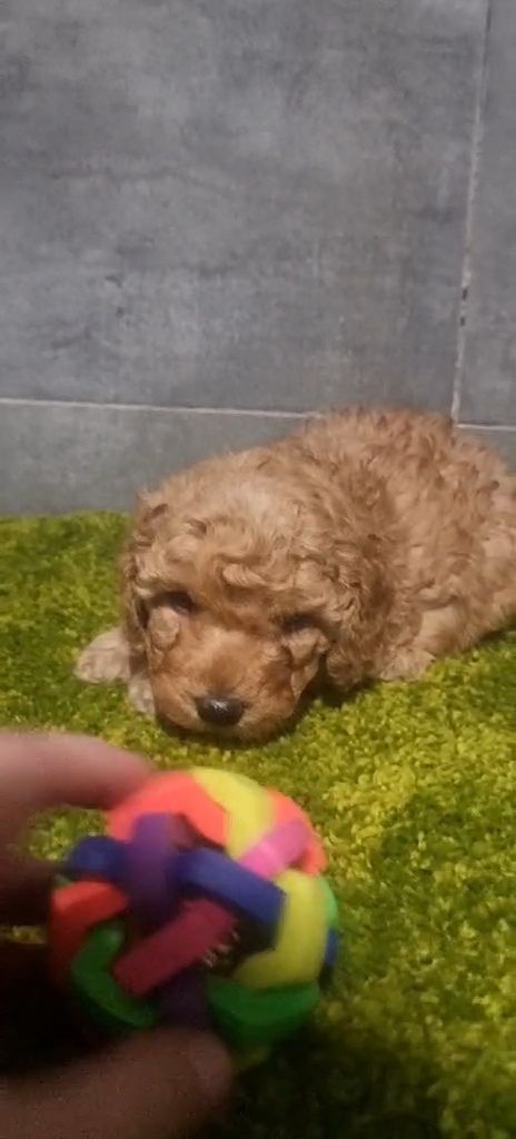 Дівчинка мальтипу