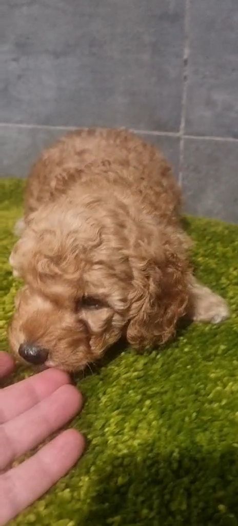 Дівчинка мальтипу