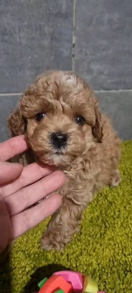 Дівчинка мальтипу ф2