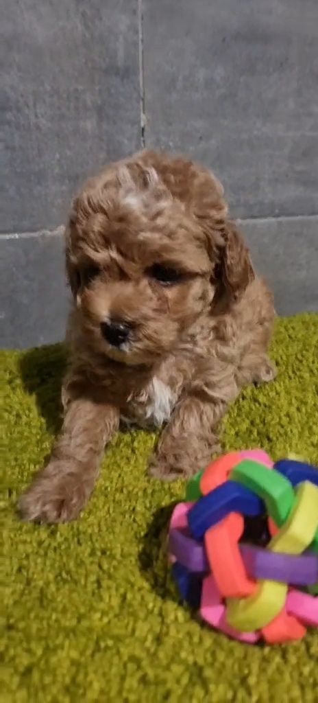 Дівчинка мальтипу ф2