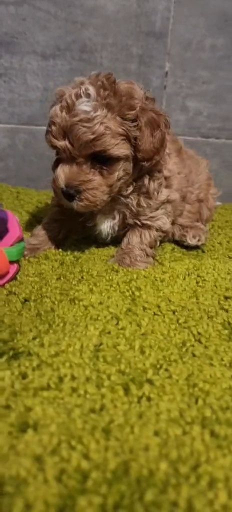 Дівчинка мальтипу ф2