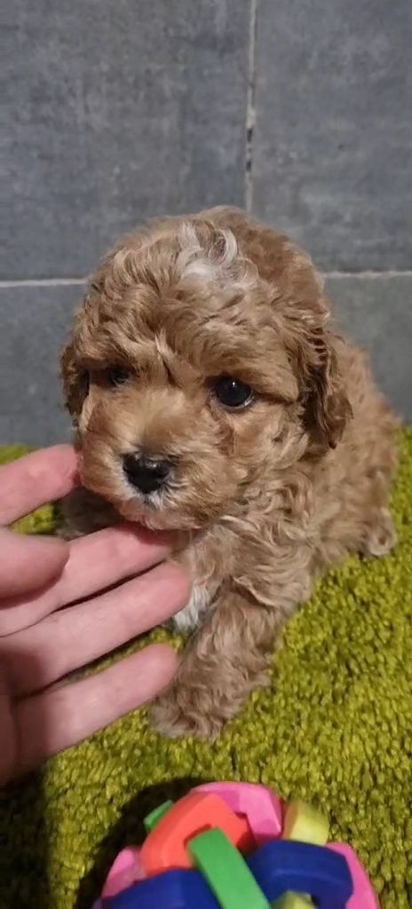 Дівчинка мальтипу ф2