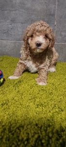 Роскішна дівчинка мальтипу