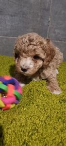 Роскішна дівчинка мальтипу