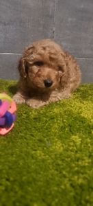 Дівчинка мальтипу