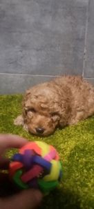 Дівчинка мальтипу