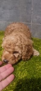 Дівчинка мальтипу