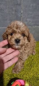 Дівчинка мальтипу ф2