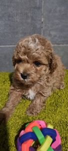 Дівчинка мальтипу ф2